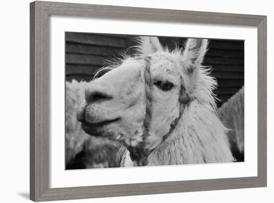 The Llama-meunierd-Framed Photographic Print