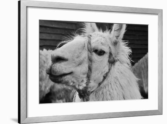 The Llama-meunierd-Framed Photographic Print