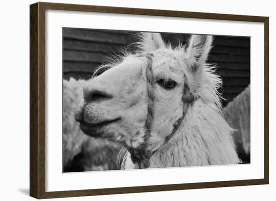 The Llama-meunierd-Framed Photographic Print