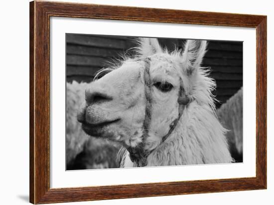 The Llama-meunierd-Framed Photographic Print