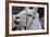 The Llama-meunierd-Framed Photographic Print