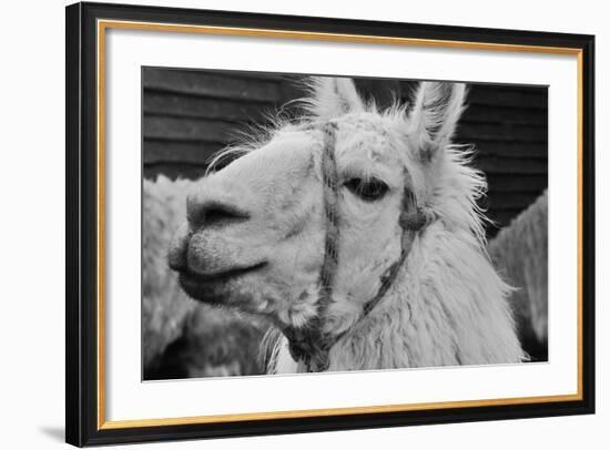 The Llama-meunierd-Framed Photographic Print