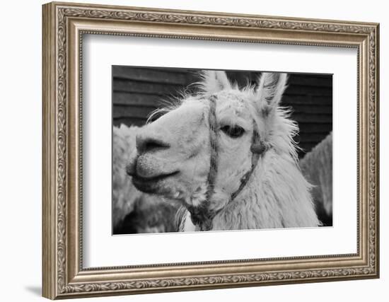 The Llama-meunierd-Framed Photographic Print