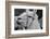 The Llama-meunierd-Framed Photographic Print