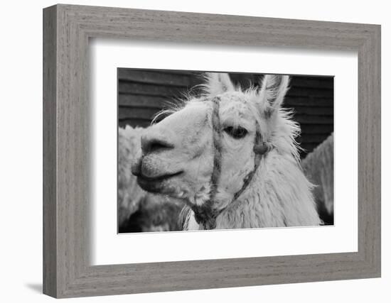 The Llama-meunierd-Framed Photographic Print