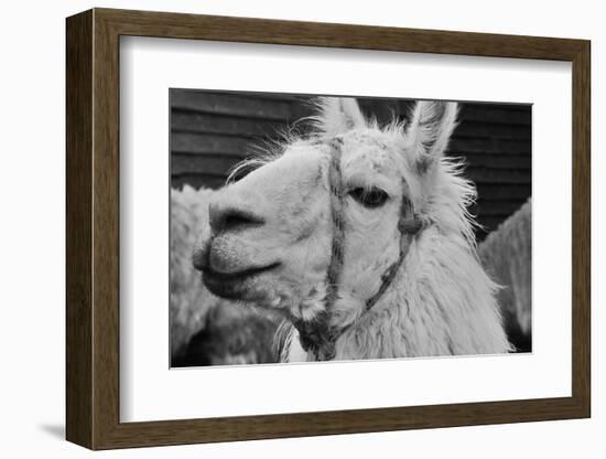 The Llama-meunierd-Framed Photographic Print