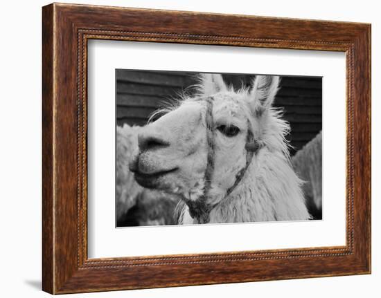 The Llama-meunierd-Framed Photographic Print