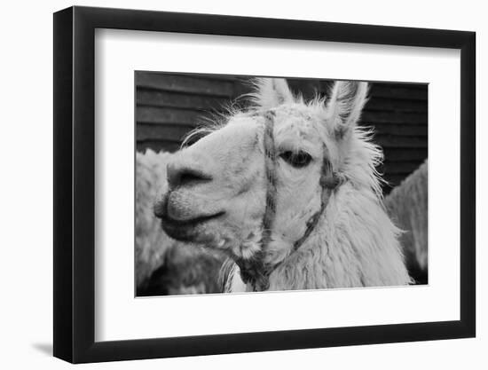 The Llama-meunierd-Framed Photographic Print