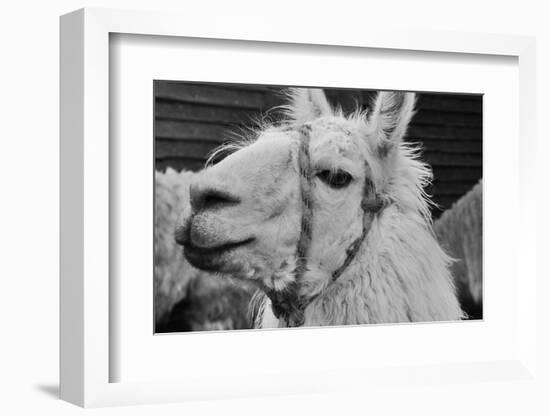 The Llama-meunierd-Framed Photographic Print