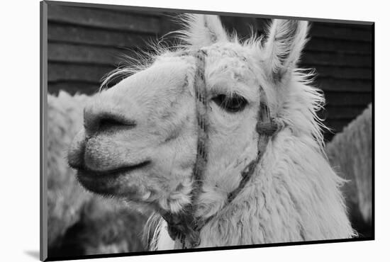 The Llama-meunierd-Mounted Photographic Print