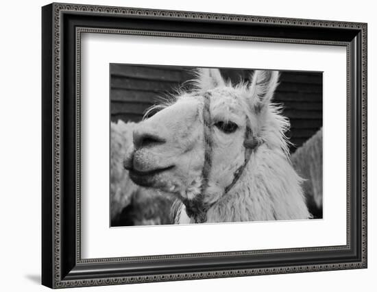 The Llama-meunierd-Framed Photographic Print