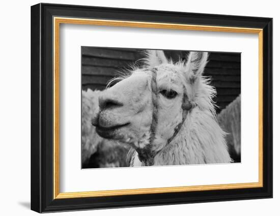 The Llama-meunierd-Framed Photographic Print