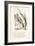 The Lobster-John Tenniel-Framed Giclee Print