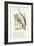 The Lobster-John Tenniel-Framed Giclee Print