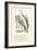 The Lobster-John Tenniel-Framed Giclee Print