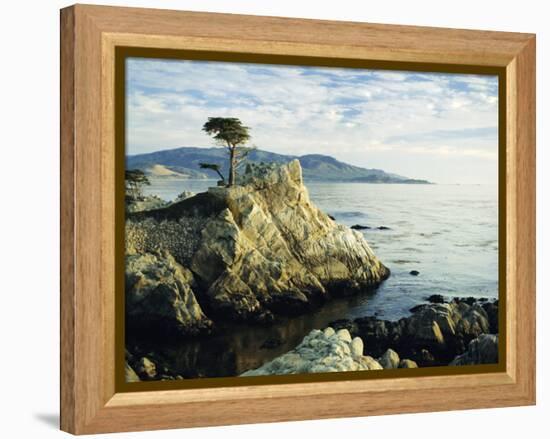 The Lone Cypress Tree on the Coast, Carmel, California, USA-Michael Howell-Framed Premier Image Canvas