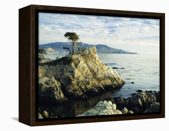 The Lone Cypress Tree on the Coast, Carmel, California, USA-Michael Howell-Framed Premier Image Canvas