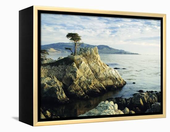 The Lone Cypress Tree on the Coast, Carmel, California, USA-Michael Howell-Framed Premier Image Canvas