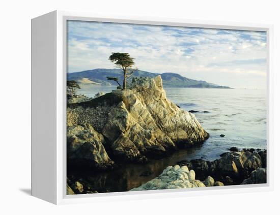 The Lone Cypress Tree on the Coast, Carmel, California, USA-Michael Howell-Framed Premier Image Canvas