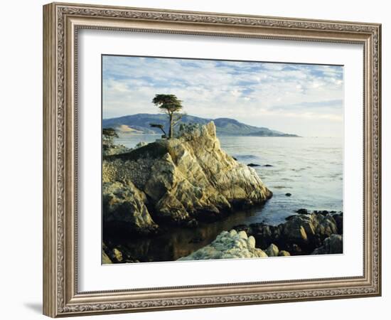 The Lone Cypress Tree on the Coast, Carmel, California, USA-Michael Howell-Framed Photographic Print