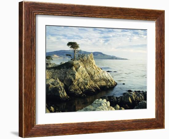 The Lone Cypress Tree on the Coast, Carmel, California, USA-Michael Howell-Framed Photographic Print
