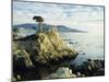 The Lone Cypress Tree on the Coast, Carmel, California, USA-Michael Howell-Mounted Photographic Print