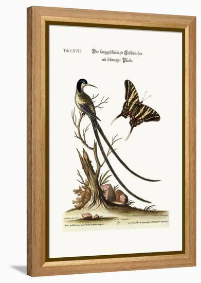 The Long-Tailed Black-Capped Hummingbird, 1749-73-George Edwards-Framed Premier Image Canvas