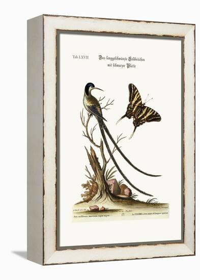The Long-Tailed Black-Capped Hummingbird, 1749-73-George Edwards-Framed Premier Image Canvas