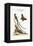 The Long-Tailed Black-Capped Hummingbird, 1749-73-George Edwards-Framed Premier Image Canvas