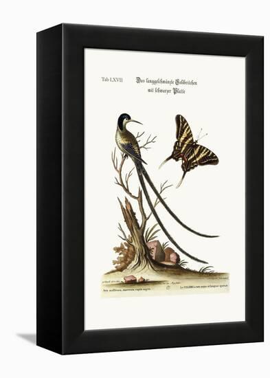 The Long-Tailed Black-Capped Hummingbird, 1749-73-George Edwards-Framed Premier Image Canvas