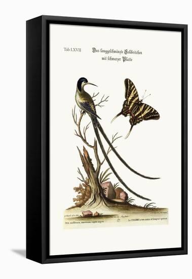 The Long-Tailed Black-Capped Hummingbird, 1749-73-George Edwards-Framed Premier Image Canvas