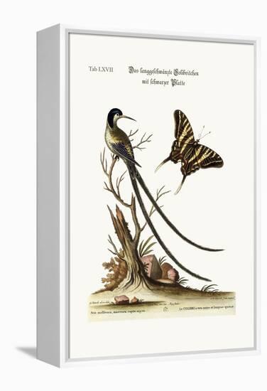 The Long-Tailed Black-Capped Hummingbird, 1749-73-George Edwards-Framed Premier Image Canvas