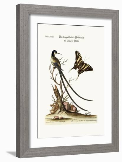 The Long-Tailed Black-Capped Hummingbird, 1749-73-George Edwards-Framed Giclee Print