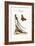 The Long-Tailed Black-Capped Hummingbird, 1749-73-George Edwards-Framed Giclee Print