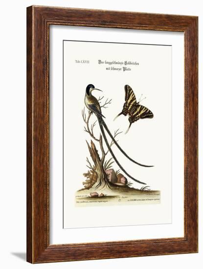 The Long-Tailed Black-Capped Hummingbird, 1749-73-George Edwards-Framed Giclee Print