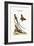 The Long-Tailed Black-Capped Hummingbird, 1749-73-George Edwards-Framed Giclee Print