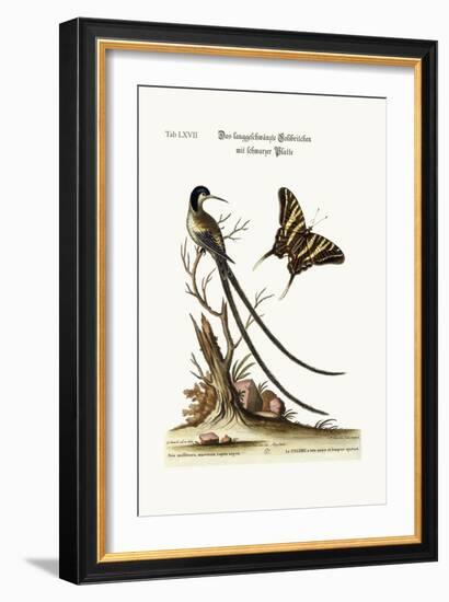 The Long-Tailed Black-Capped Hummingbird, 1749-73-George Edwards-Framed Giclee Print