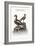 The Long-Tailed Duck from Newfoundland, and the Spur-Winged Plover, 1749-73-George Edwards-Framed Giclee Print