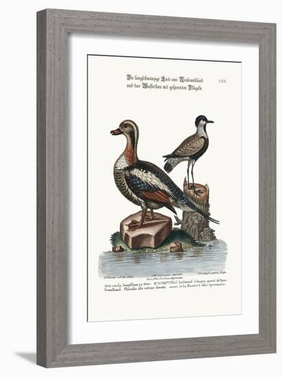 The Long-Tailed Duck from Newfoundland, and the Spur-Winged Plover, 1749-73-George Edwards-Framed Giclee Print