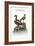 The Long-Tailed Duck from Newfoundland, and the Spur-Winged Plover, 1749-73-George Edwards-Framed Giclee Print