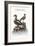 The Long-Tailed Duck from Newfoundland, and the Spur-Winged Plover, 1749-73-George Edwards-Framed Giclee Print