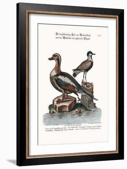 The Long-Tailed Duck from Newfoundland, and the Spur-Winged Plover, 1749-73-George Edwards-Framed Giclee Print