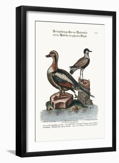 The Long-Tailed Duck from Newfoundland, and the Spur-Winged Plover, 1749-73-George Edwards-Framed Giclee Print