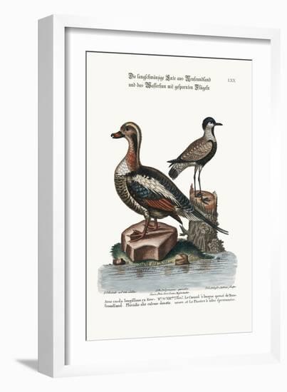 The Long-Tailed Duck from Newfoundland, and the Spur-Winged Plover, 1749-73-George Edwards-Framed Giclee Print