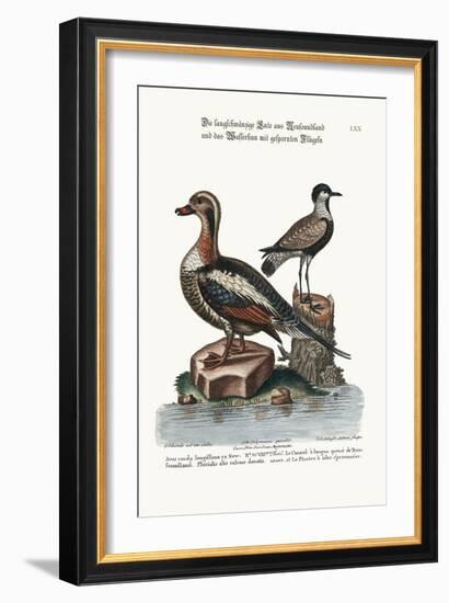 The Long-Tailed Duck from Newfoundland, and the Spur-Winged Plover, 1749-73-George Edwards-Framed Giclee Print