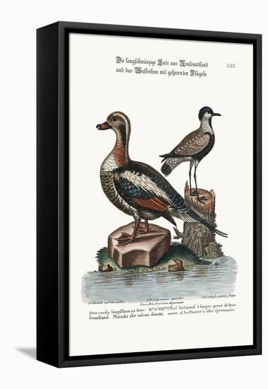 The Long-Tailed Duck from Newfoundland, and the Spur-Winged Plover, 1749-73-George Edwards-Framed Premier Image Canvas