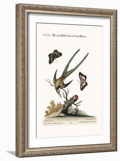 The Long-Tailed Green Hummingbird, 1749-73-George Edwards-Framed Giclee Print