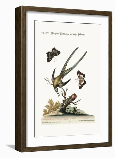 The Long-Tailed Green Hummingbird, 1749-73-George Edwards-Framed Giclee Print