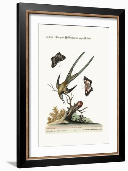 The Long-Tailed Green Hummingbird, 1749-73-George Edwards-Framed Giclee Print