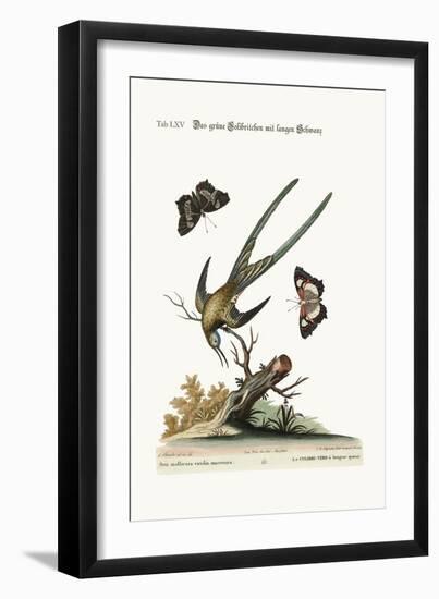 The Long-Tailed Green Hummingbird, 1749-73-George Edwards-Framed Giclee Print